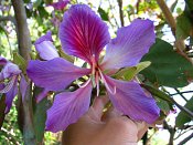 summer photograph Orchideeenboom__Bauhinia variegata__Orchid_treeimg_6979.jpg